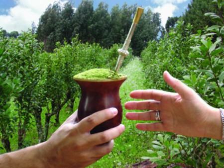 Mudas de Erva-Mate (Ilex paraguariensis)