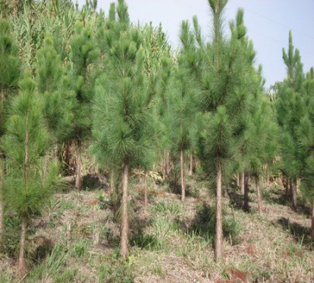 Mudas de Pinus taeda e elliottii